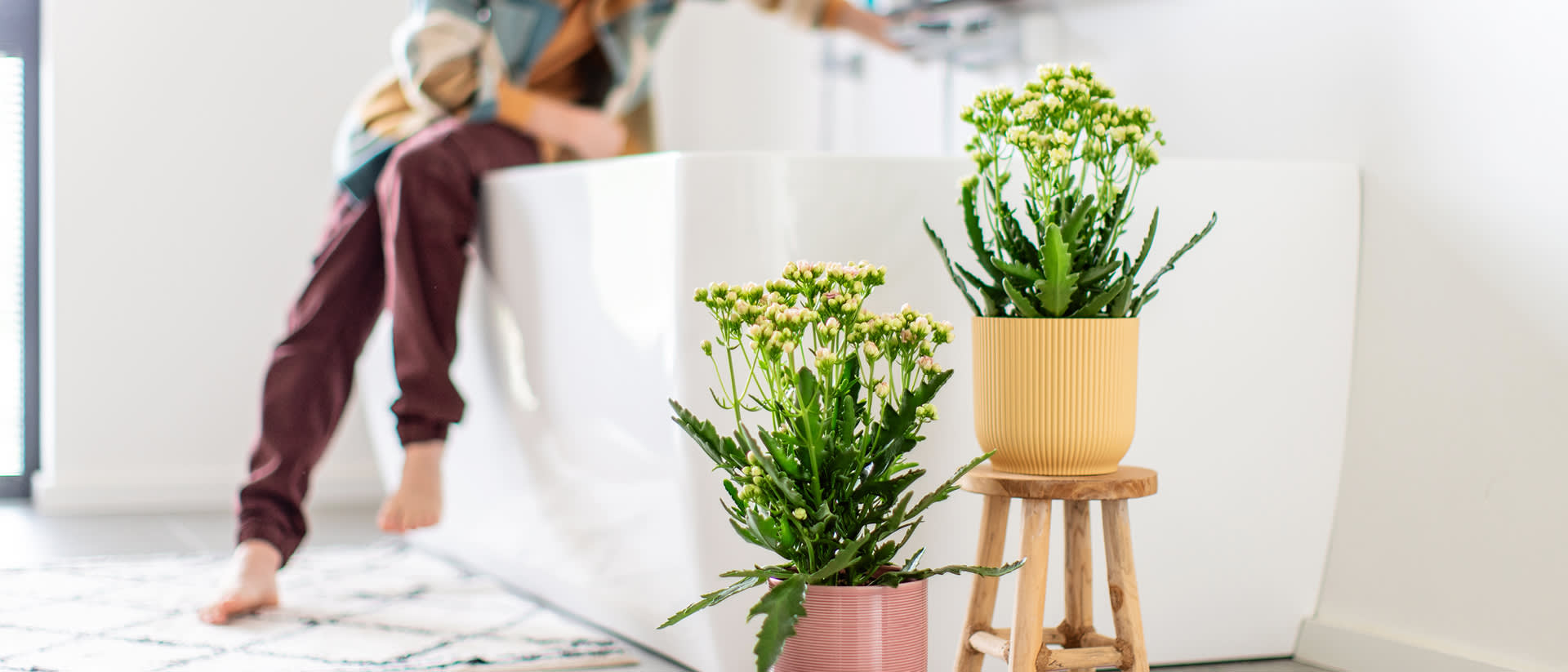 Le Kalanchoé, le champion des couleurs sur votre appui de fenêtre - Aveve