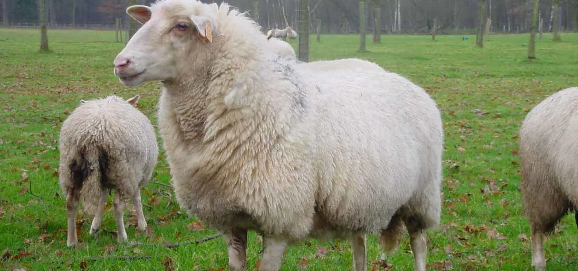 Schapen afbeelding 3 968x455px