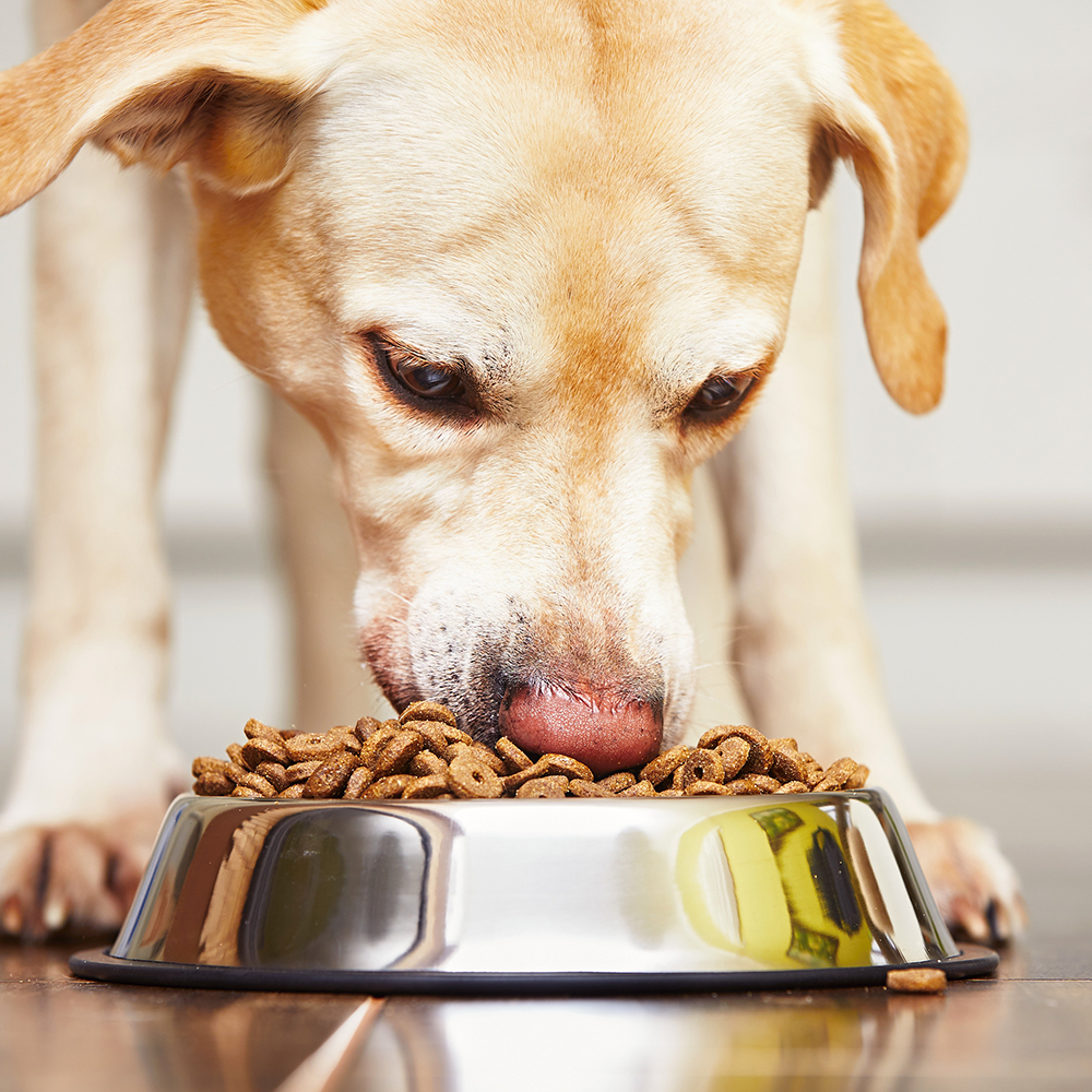 Hond eet uit voederbakje - Aveve