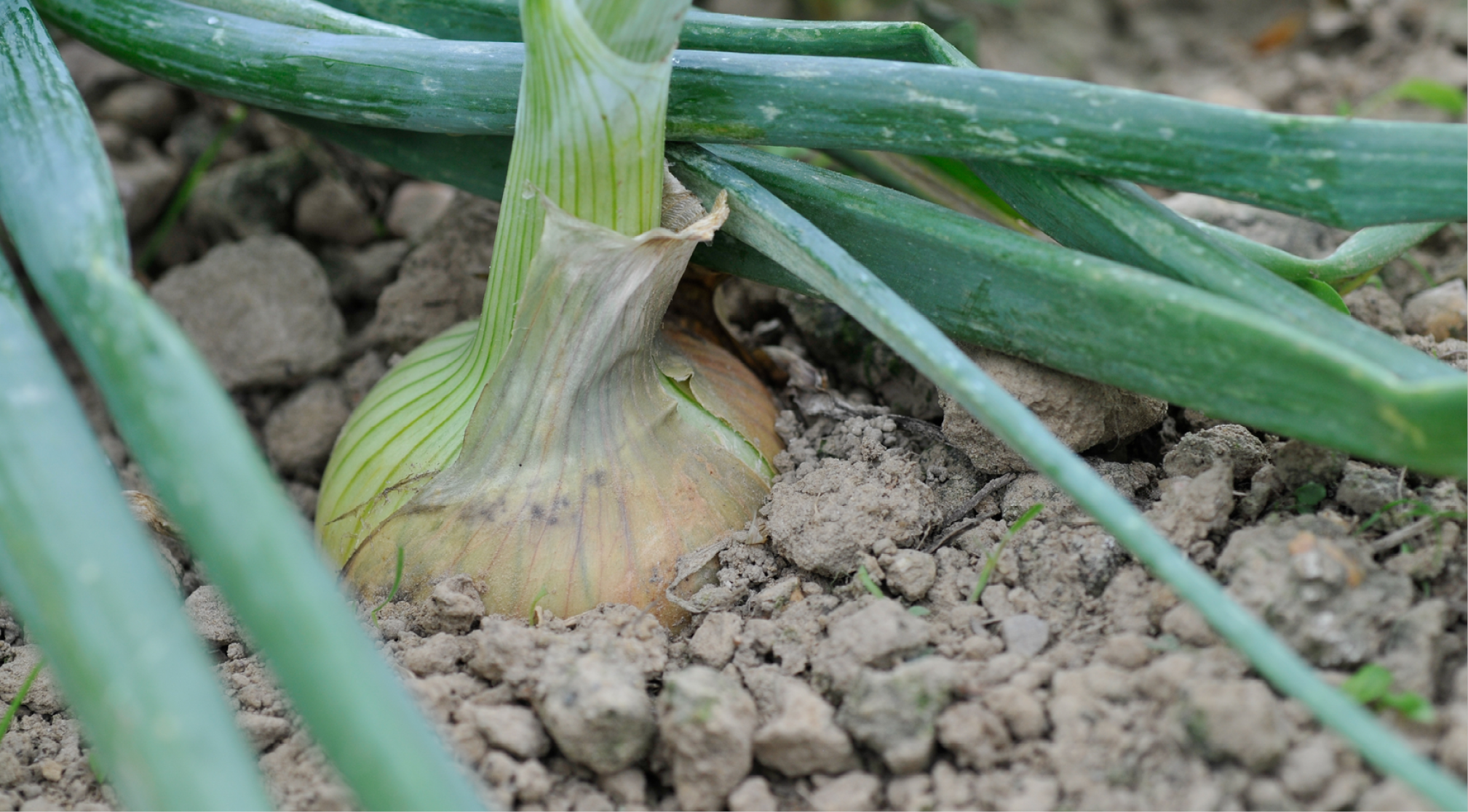 Sanac légumes de plein air Oignons 968x536px