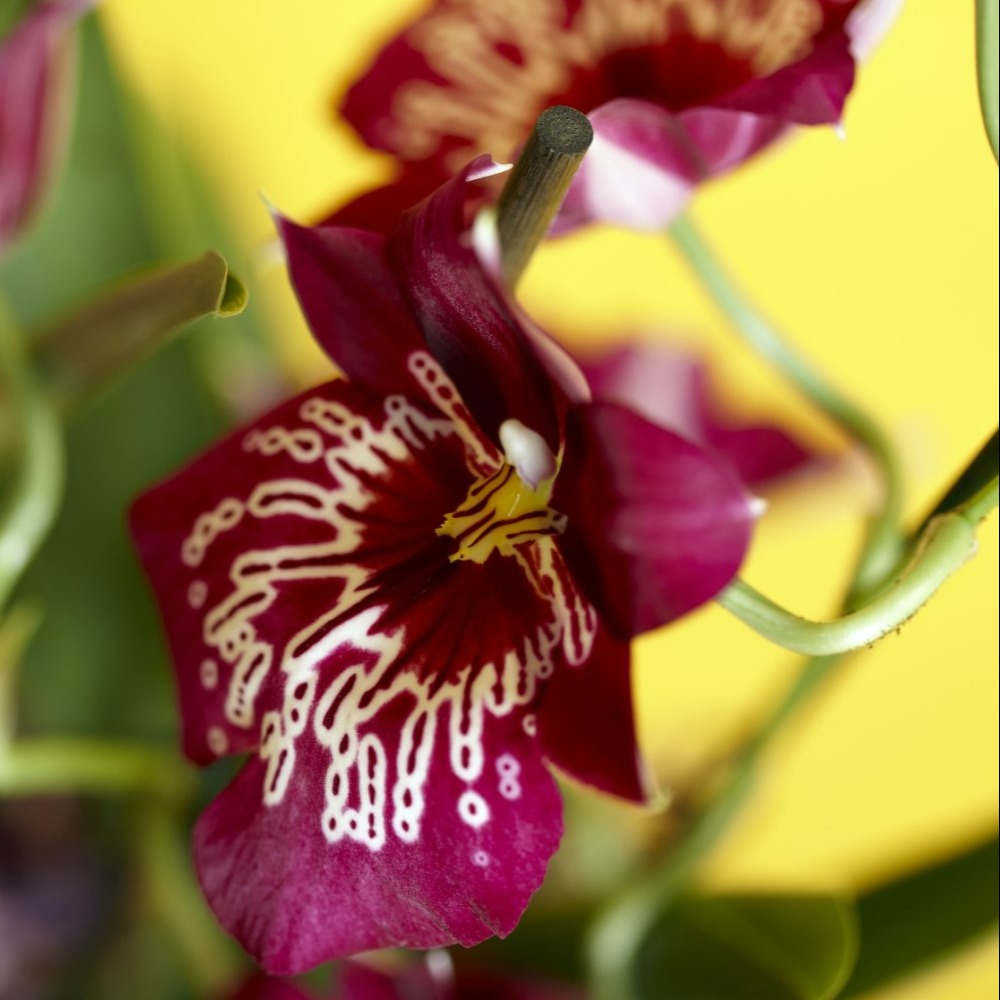 Terreau pour orchidées 6 l Substral