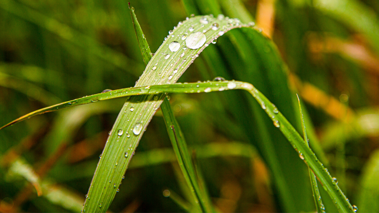 Protections des plantes 