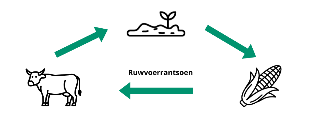 Kwaliteitsvol ruwvoer, veerkrachtig vee I1