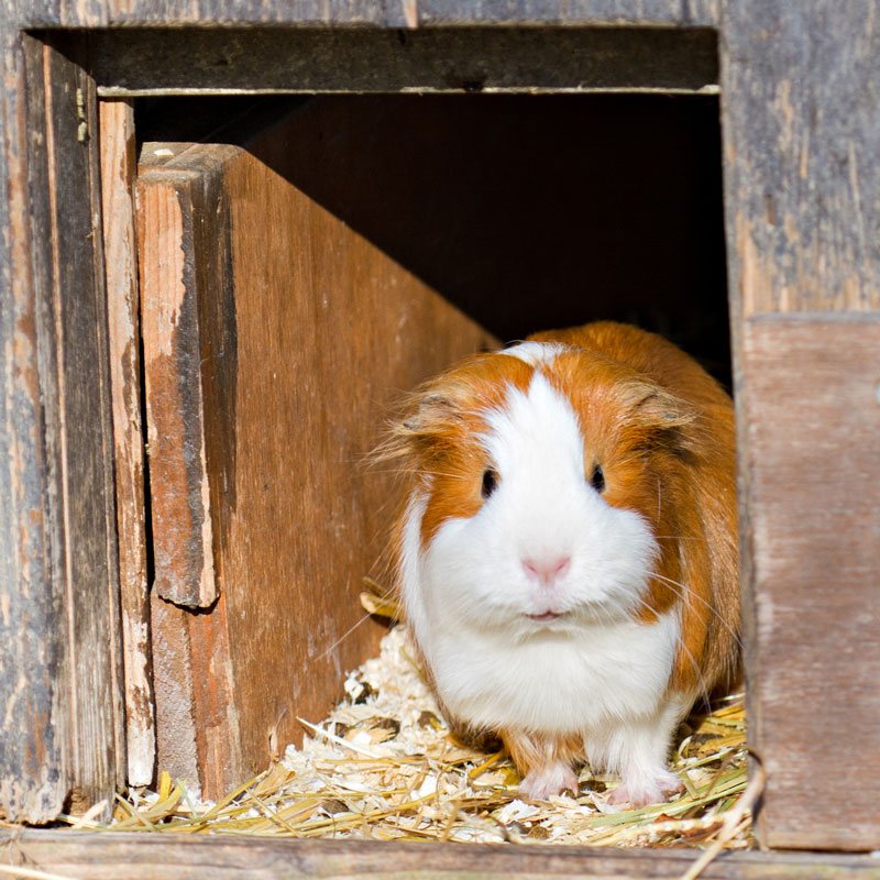 Scheermes terugtrekken strijd Cavia's: binnen of buiten?