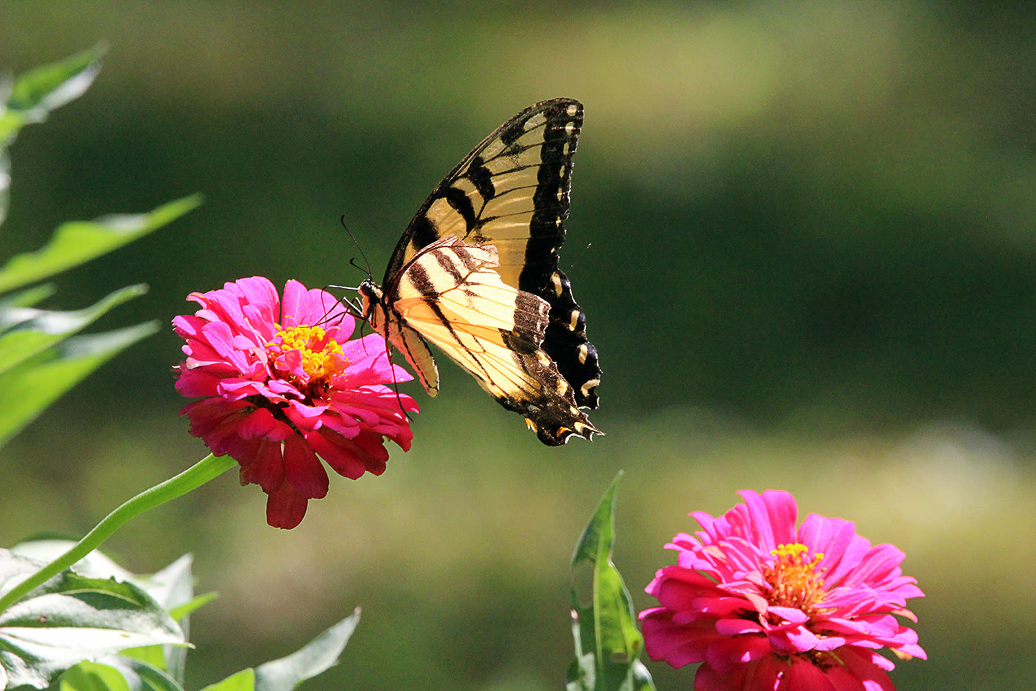 Vlinders in de tuin – Aveve 