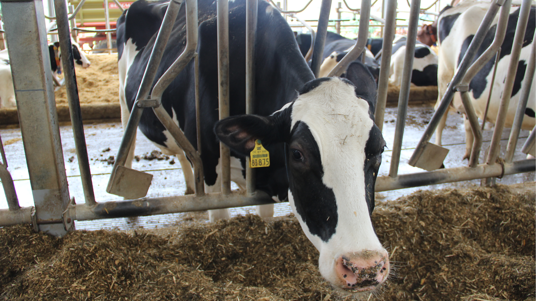 Melkvee banner 2 1280x720px