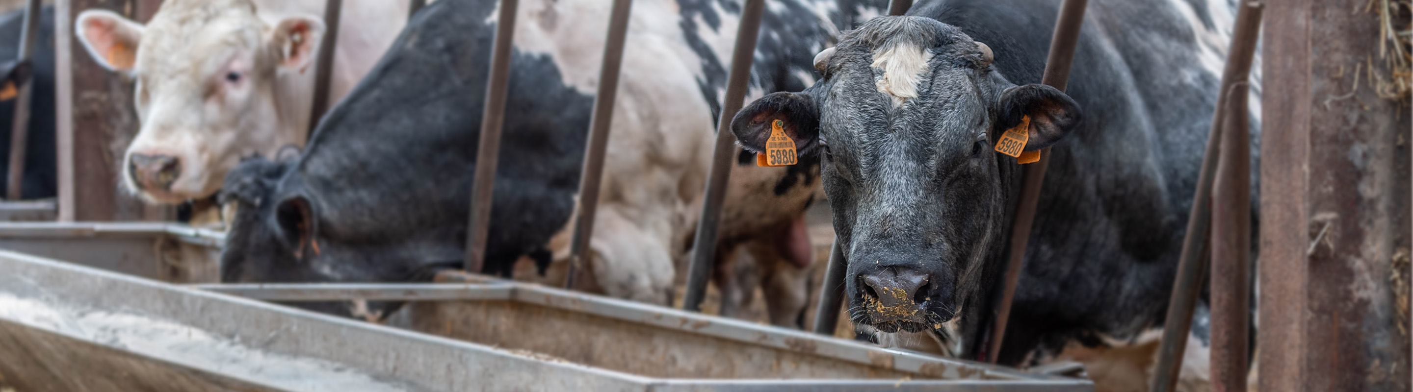 fattened beef bulls at their feeders