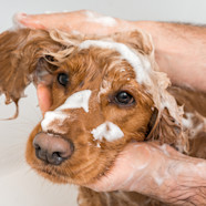 Je Hond Verzorgen Tanden Nagels Vacht Meer Aveve