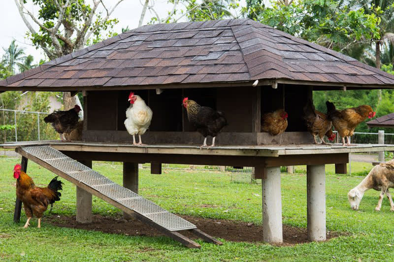 Kippen in de kippenren - Aveve
