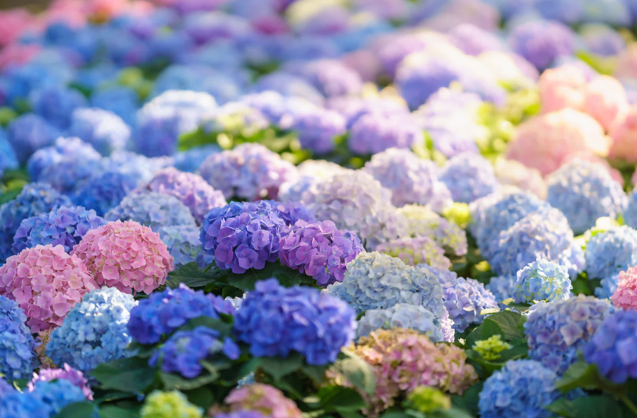 image: hortensia