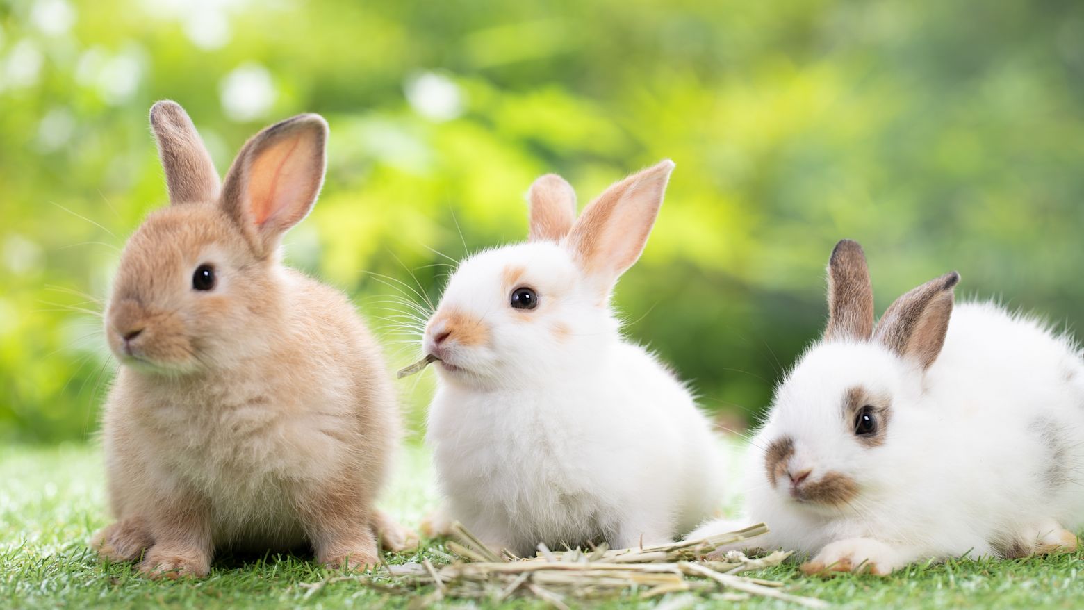 Banner advies konijnen