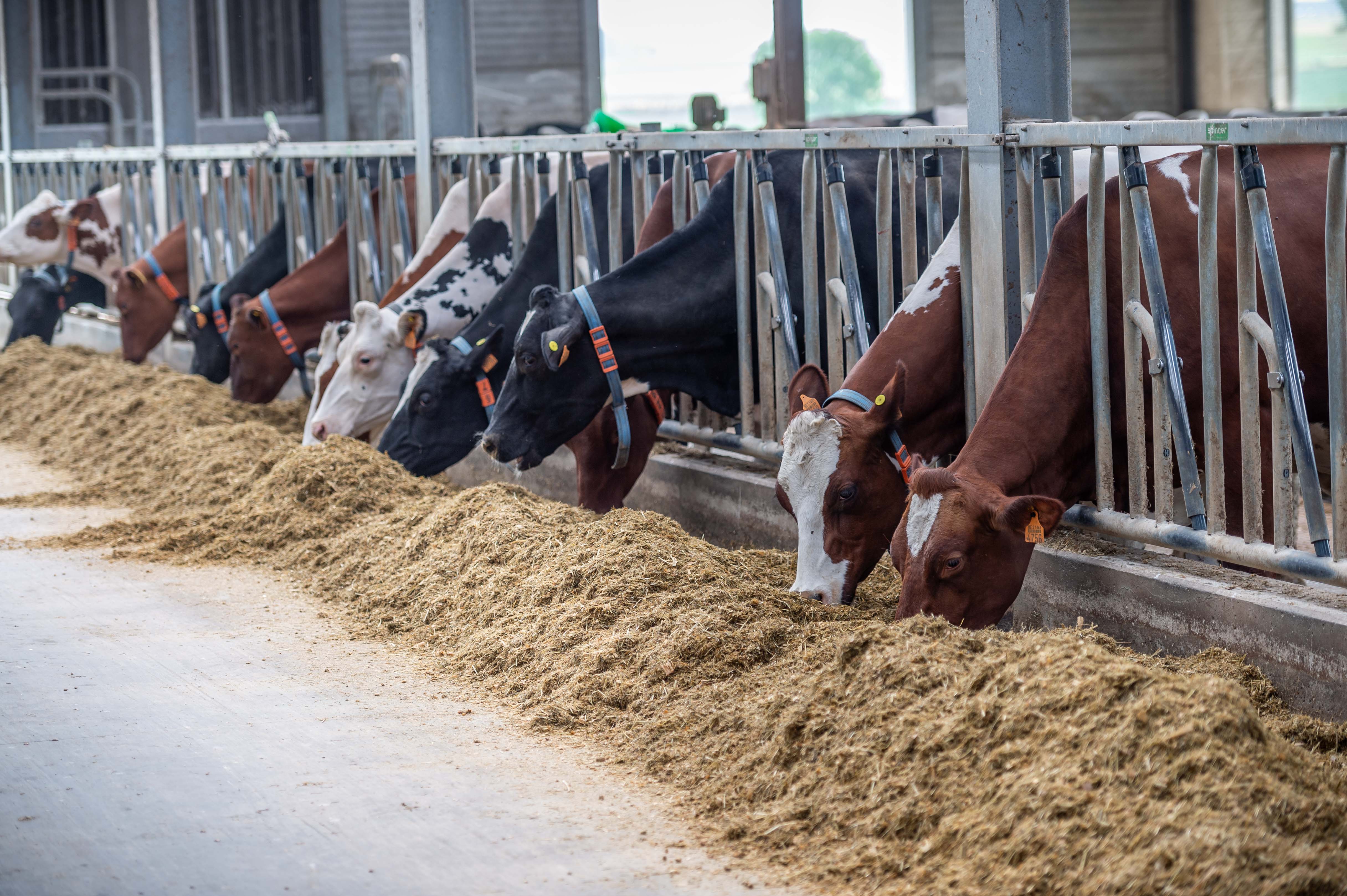 30.08.2024_Nieuwsbrief_AN_Hoe ondersteun ik mijn veestapel tijdens blauwtong