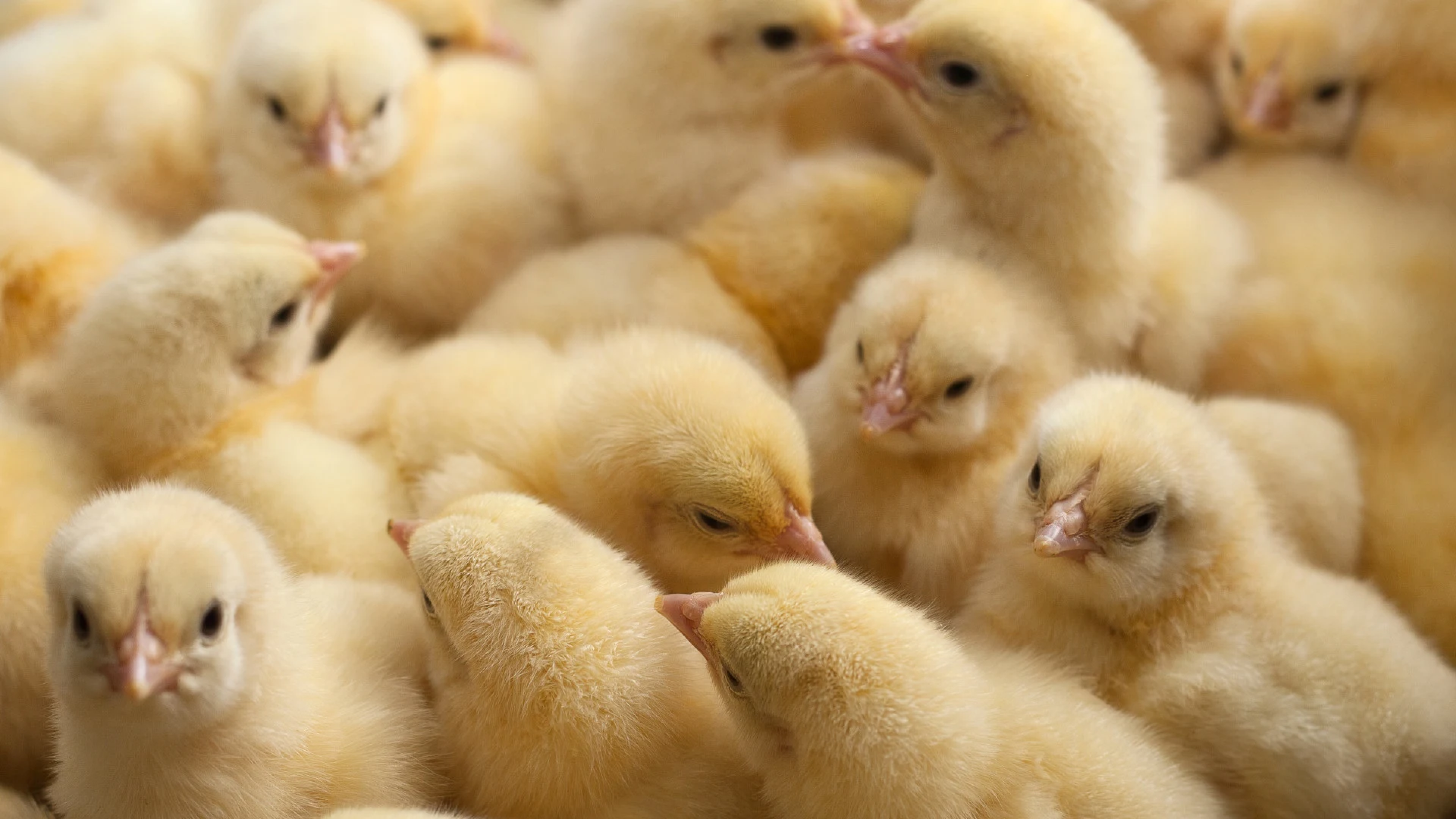 Opfok leghennen banner 1 1280x720px