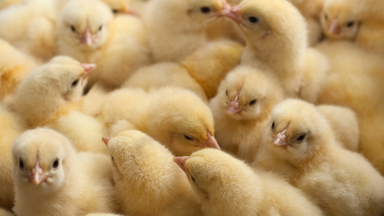 Opfok leghennen banner 1 1280x720px