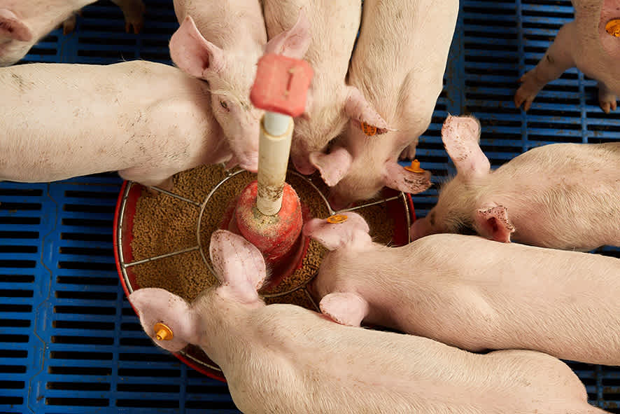 Thumbnail Biggenvoer