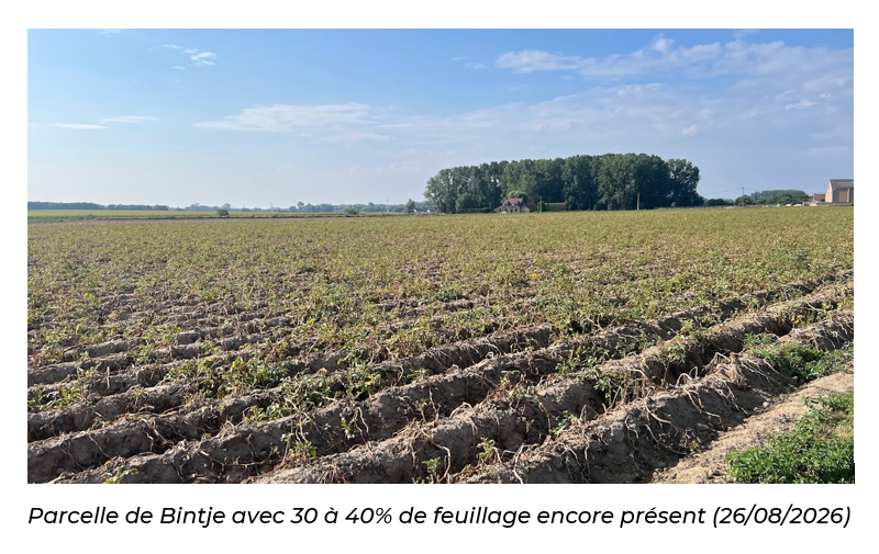 Parcelle de bintje