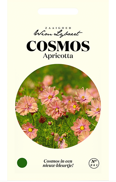 Cosmos Apricotta