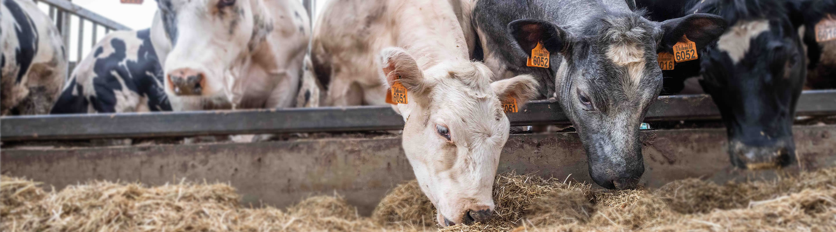 Vaches mangeant dans l'étable