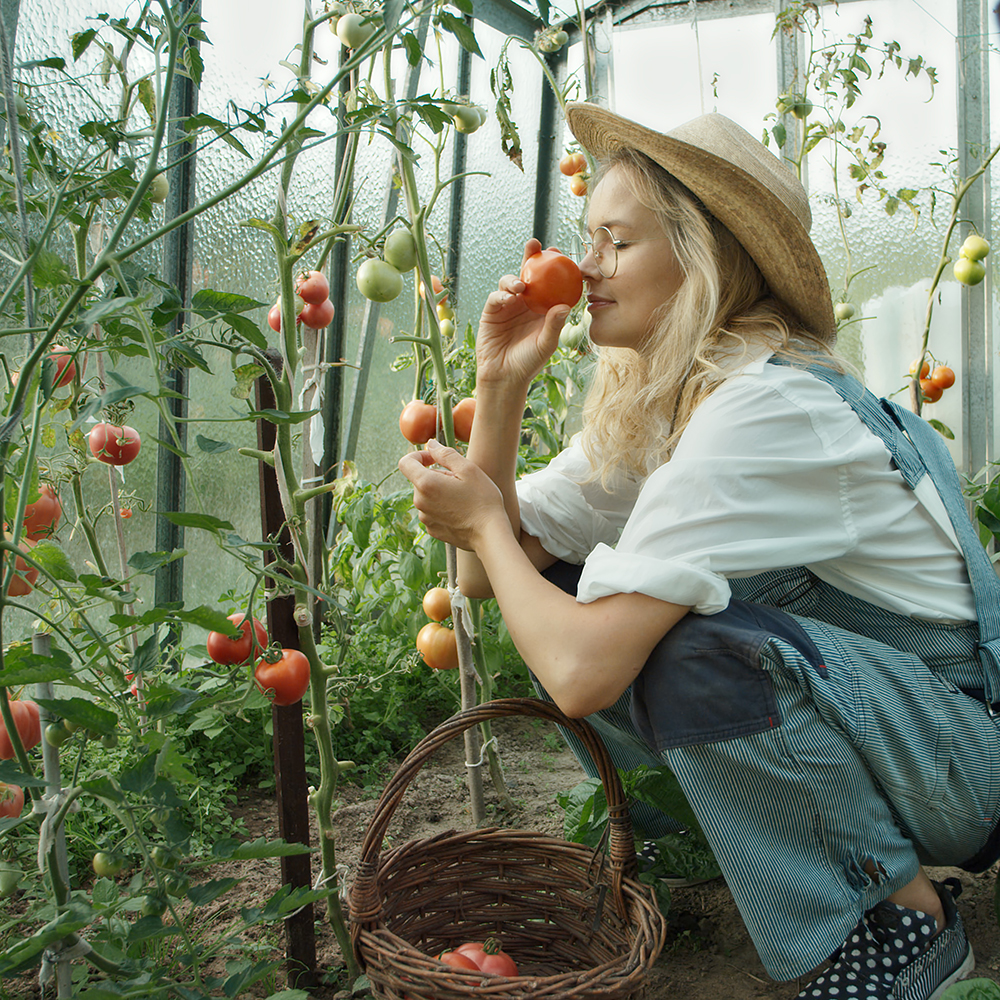 Image d’un plant de tomates portant des fruits rouges, à maturité