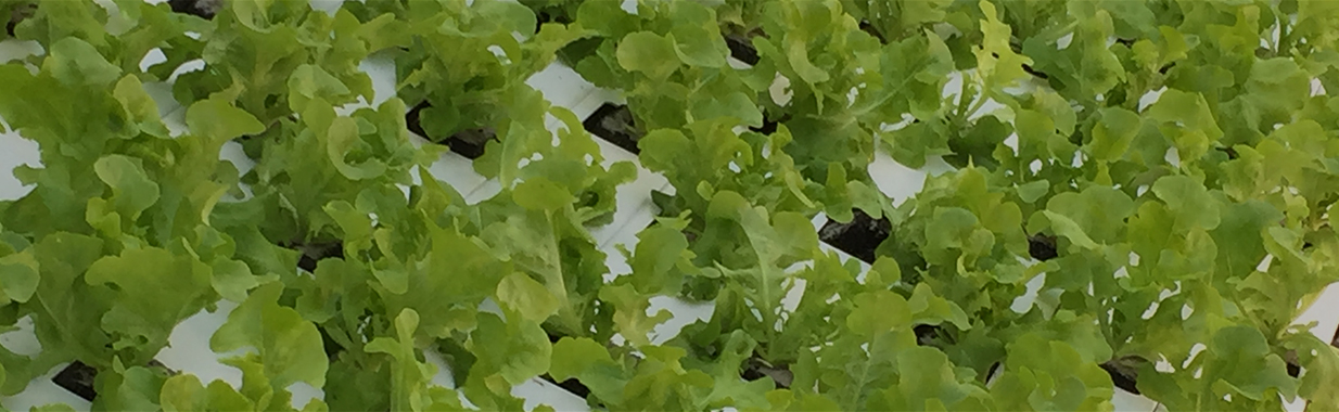 Deliscious, Beesel, Pays-Bas