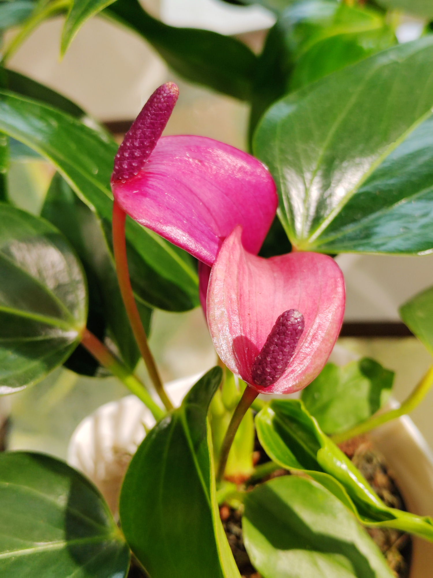 image: flamingoplant verticaal