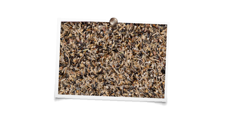 foto mengeling King Zwartkopsijs “luxe”