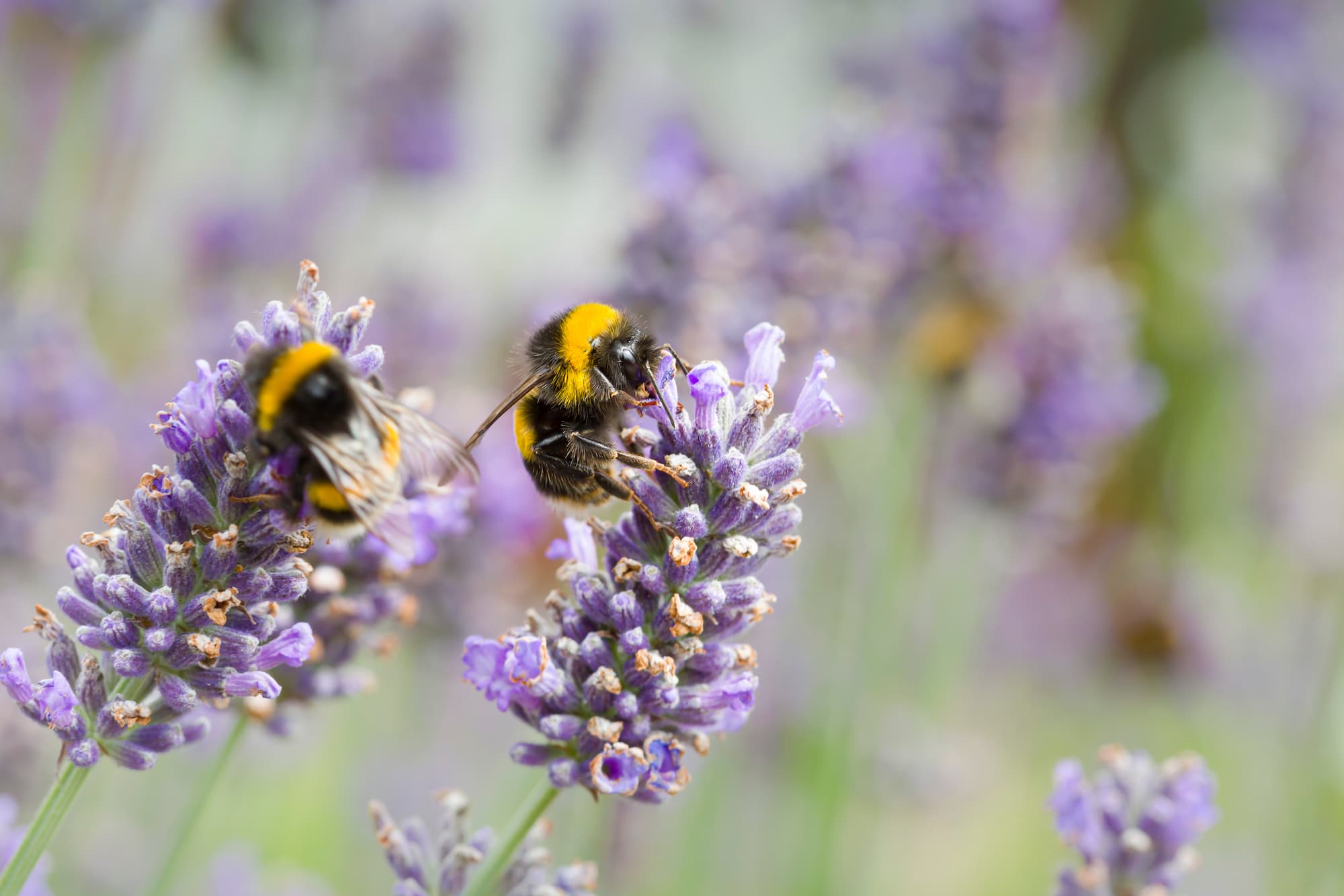 Bijen op lavendel - Aveve