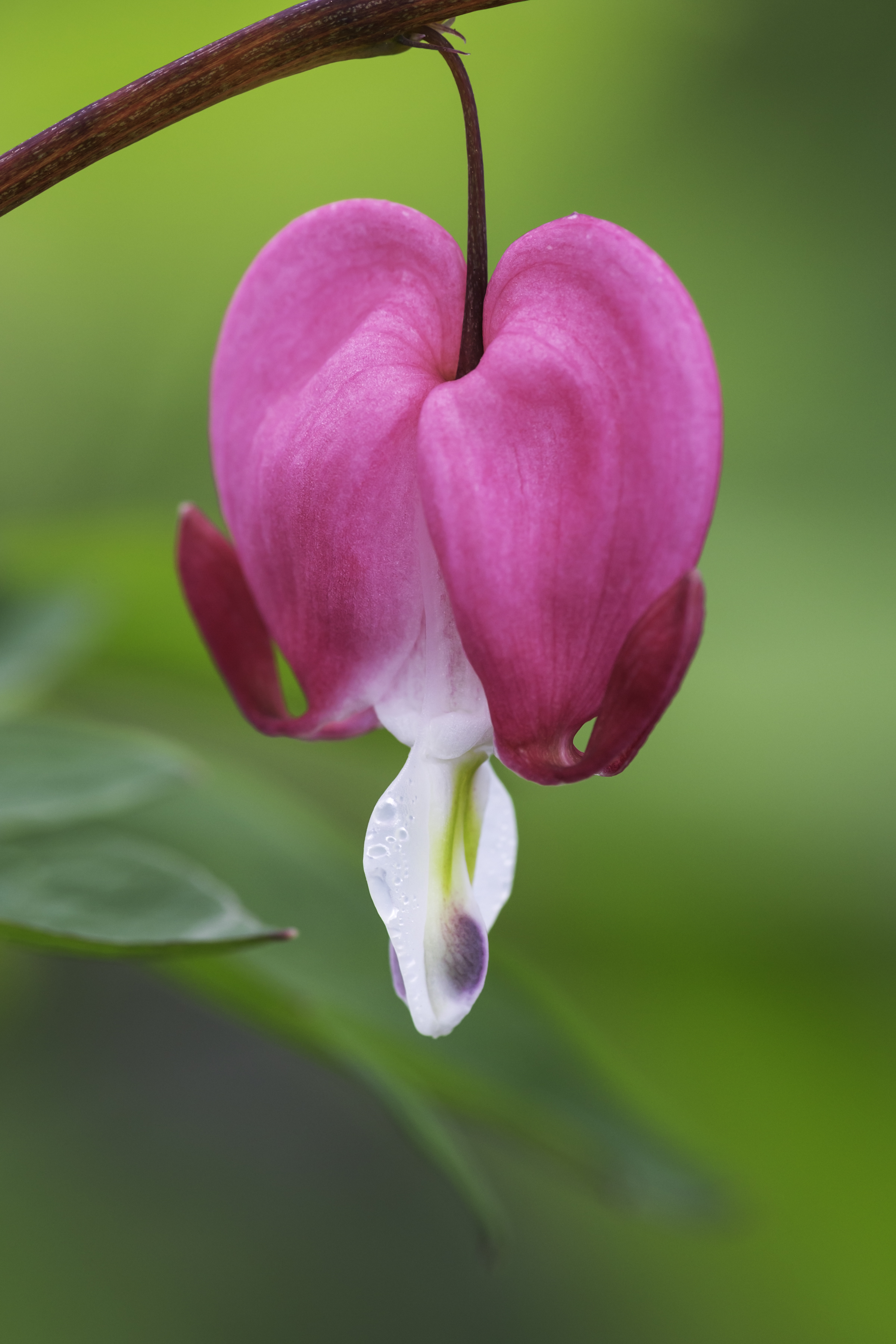 Gebroken Hartjes verticaal