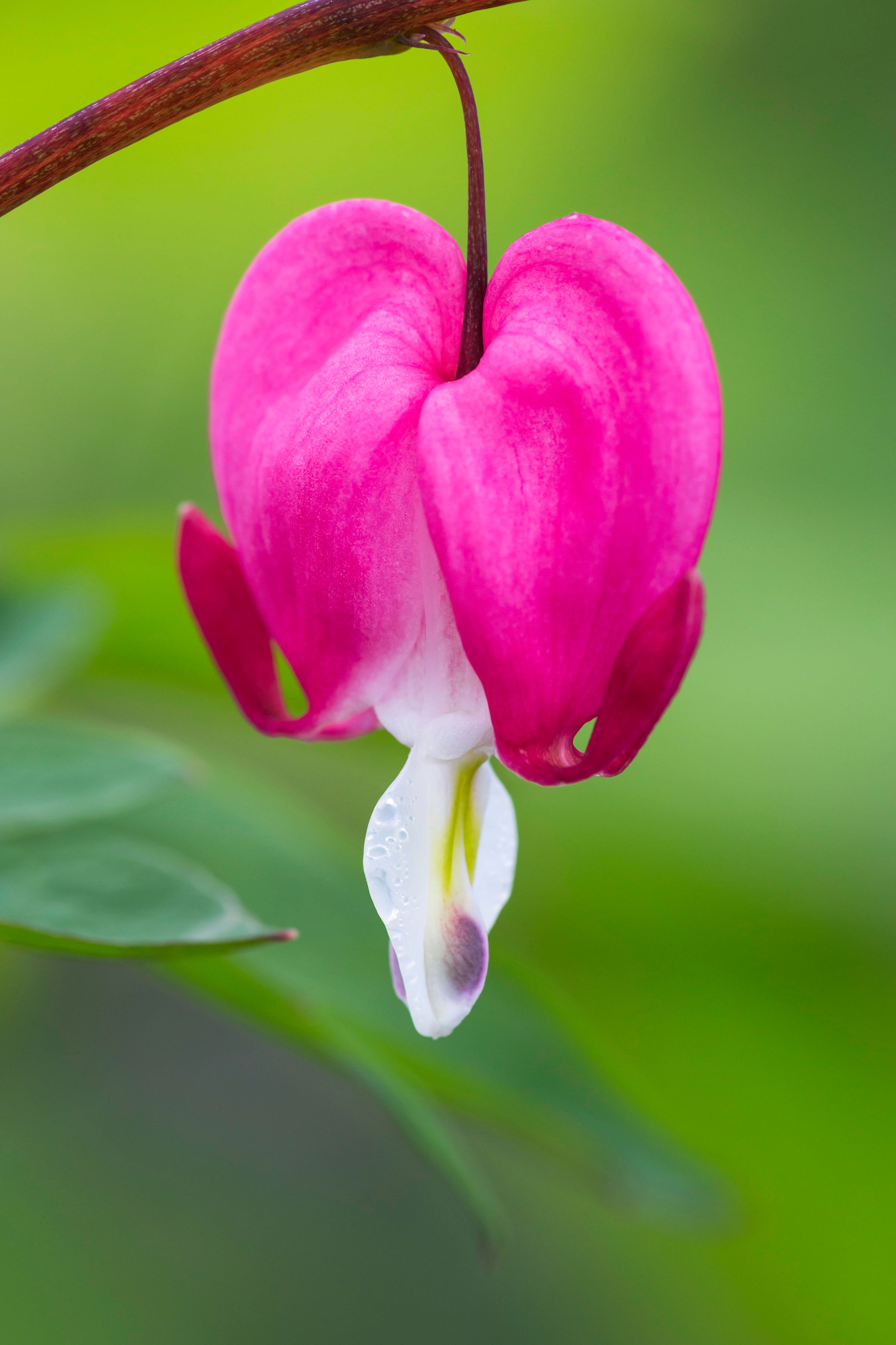 Gebroken Hartjes verticaal