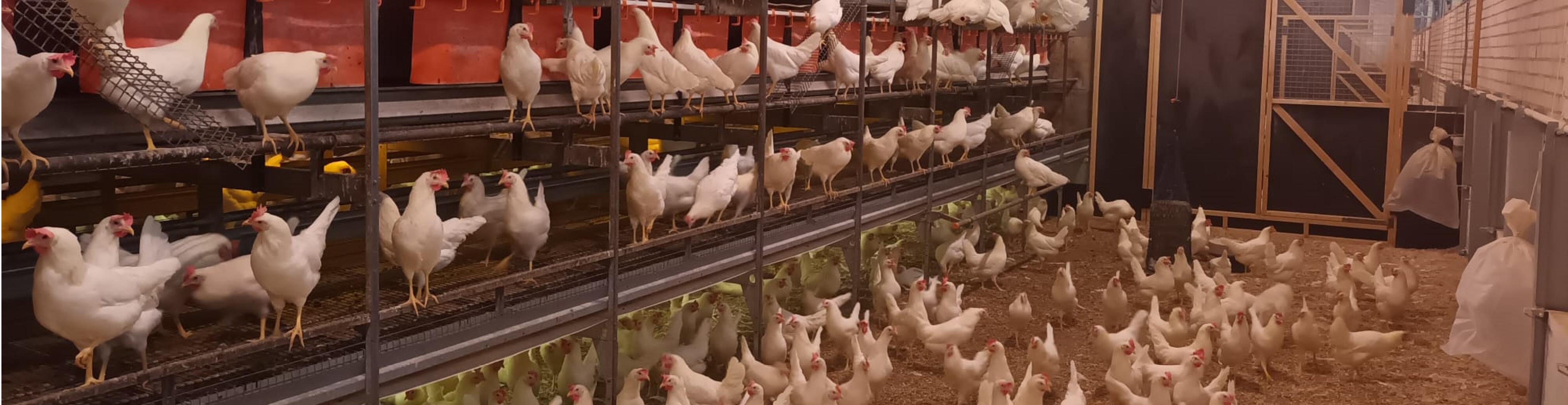 Scharrel 3 968x250px