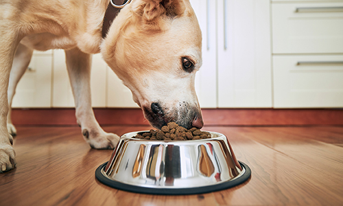 Chien qui reçoit de la nourriture de son maître - Aveve