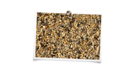 foto mengeling King Exoten kweek "luxe"