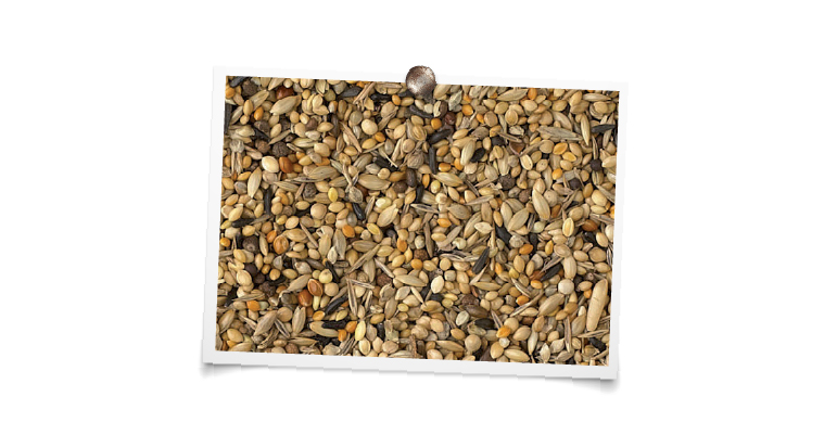 foto mengeling King Exoten kweek "luxe"