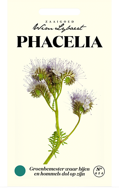 Phacelia