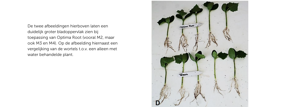 Optima Root: voor een sterker wortelgestel I4