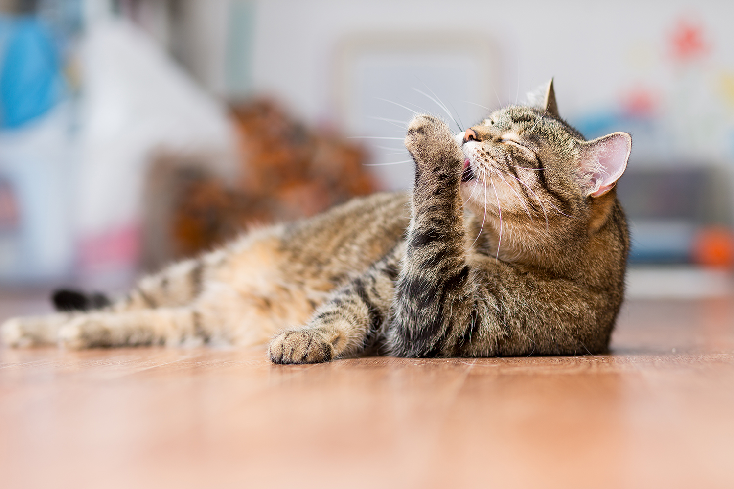 Chat qui fait sa toilette – Aveve