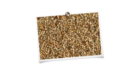 foto mengeling King Parkieten