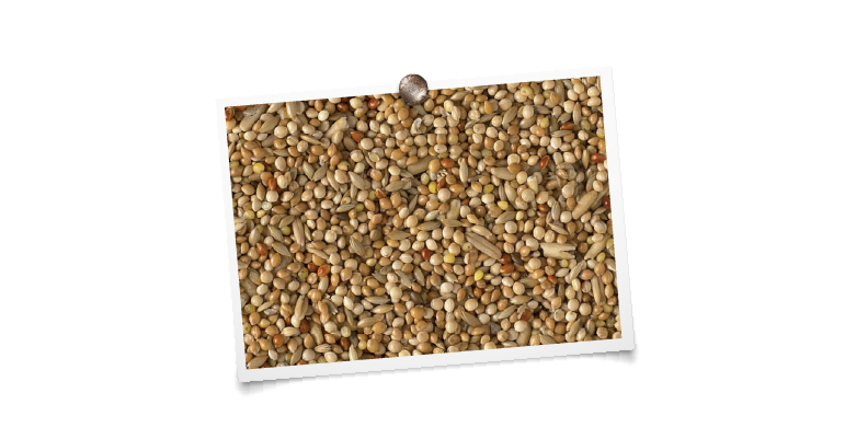 foto mengeling King Parkieten