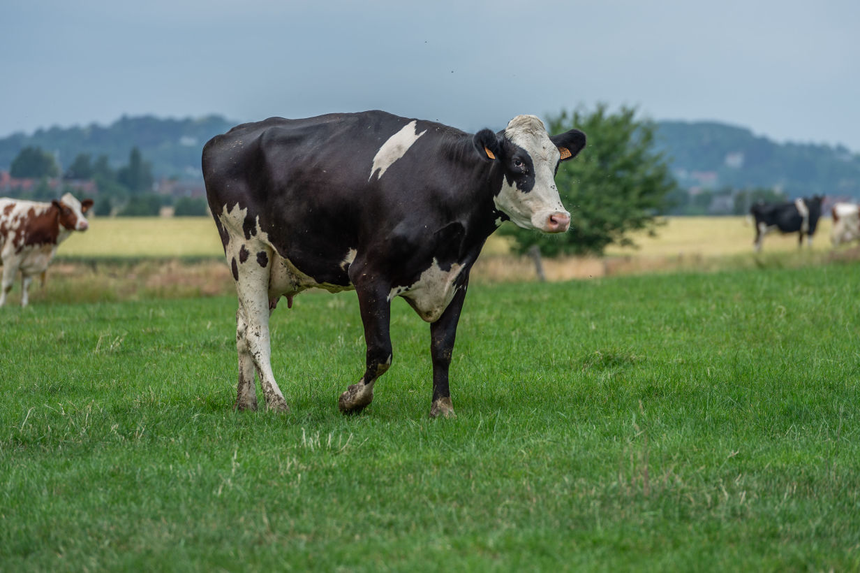 Bilan énergétique de la vache