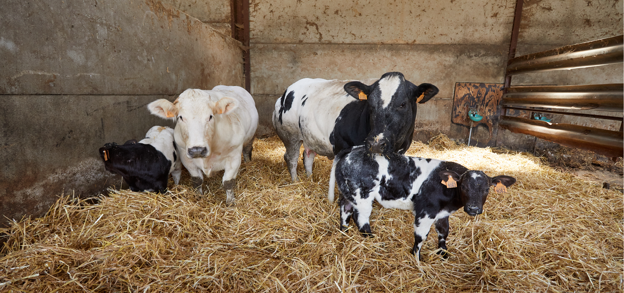 Vleesvee gezondheid 968x455px