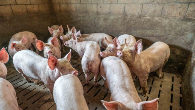 Schweine im Schweinestall