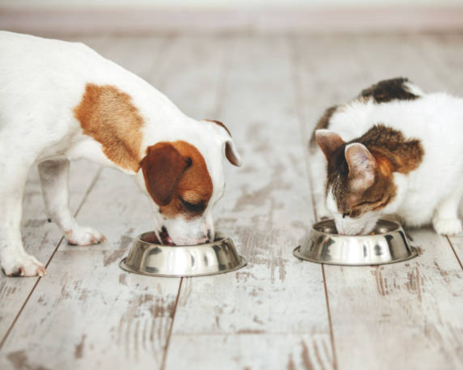 Plant-Based Protein & Starch for Pet Nutrition I&T