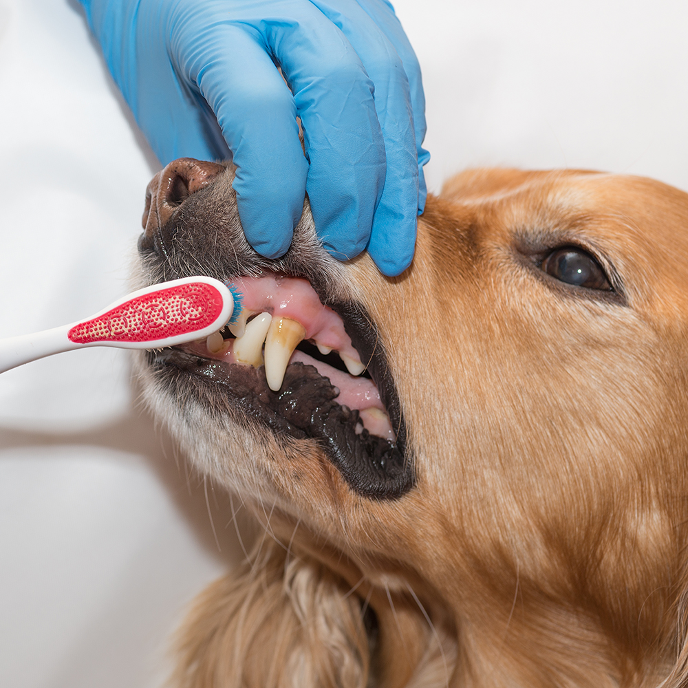 Gezond tandvlees bij een hond - Aveve