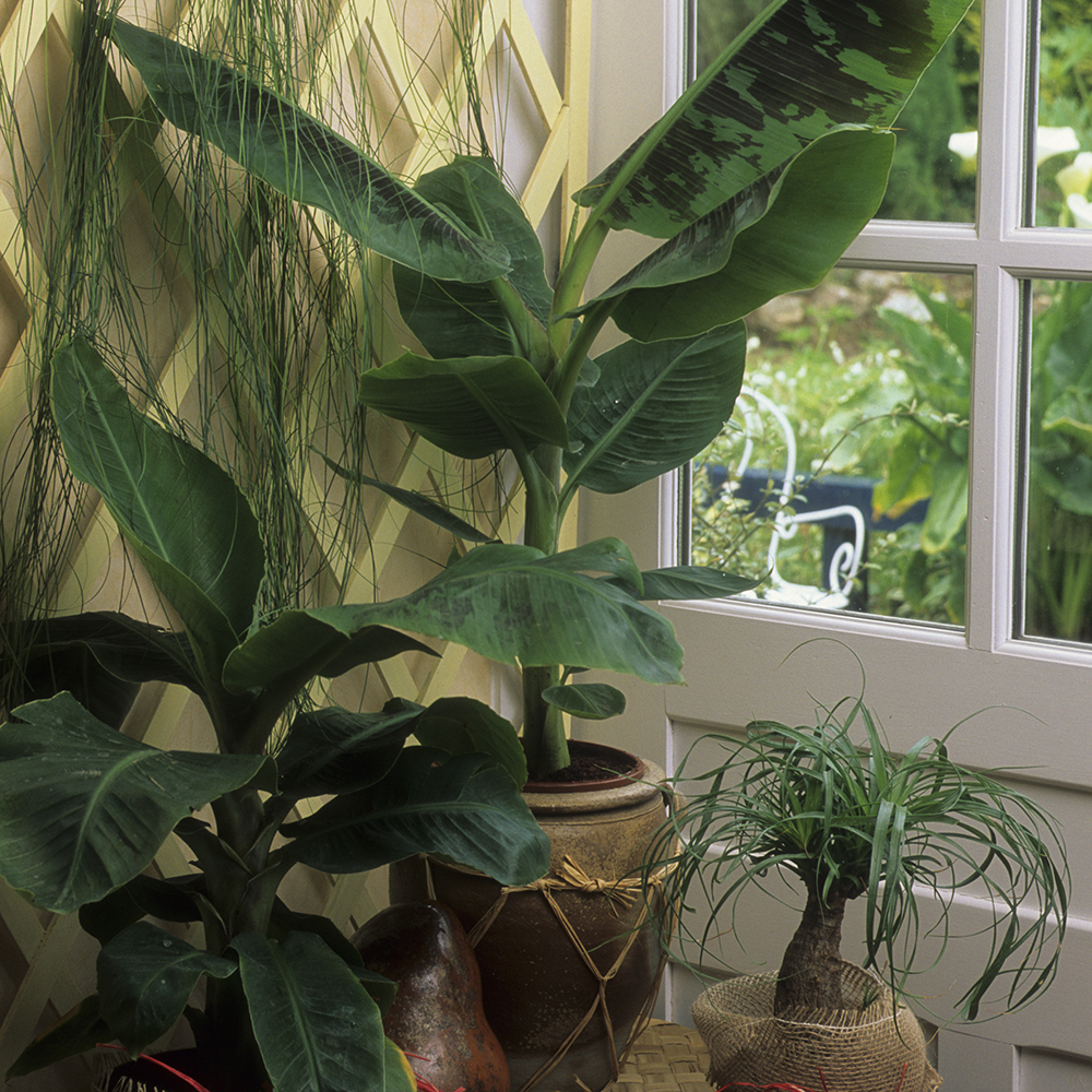 Afbeelding van een grote Bananenplant in een pot