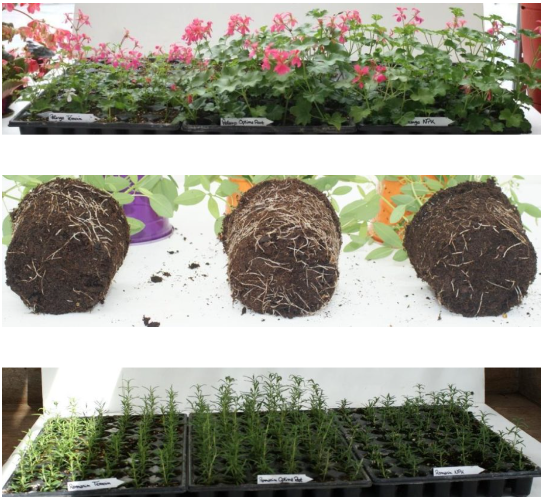 Optima Root: voor een sterker wortelgestel I&T2