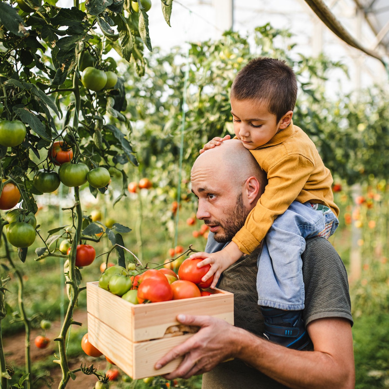 Image d’un petit garçon cueillant des tomates - Aveve