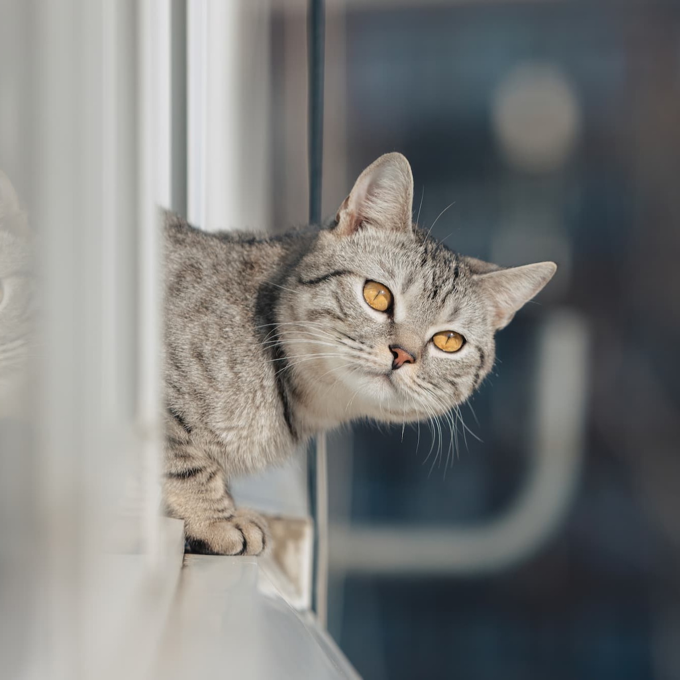 Reflecterende ogen van de kat - Aveve