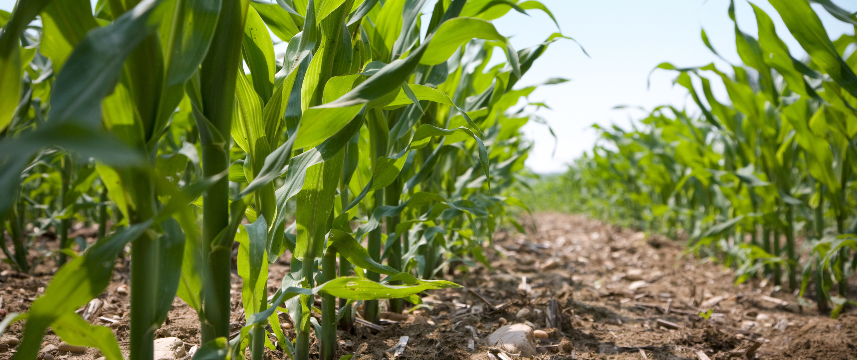 Ruwvoer - Lente - Zaaien mais