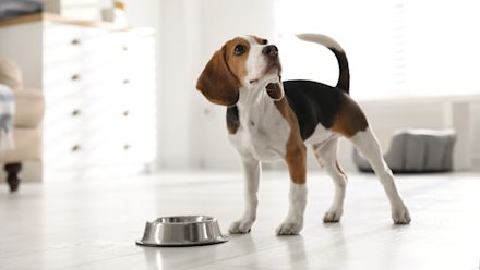 advies hond allergieën