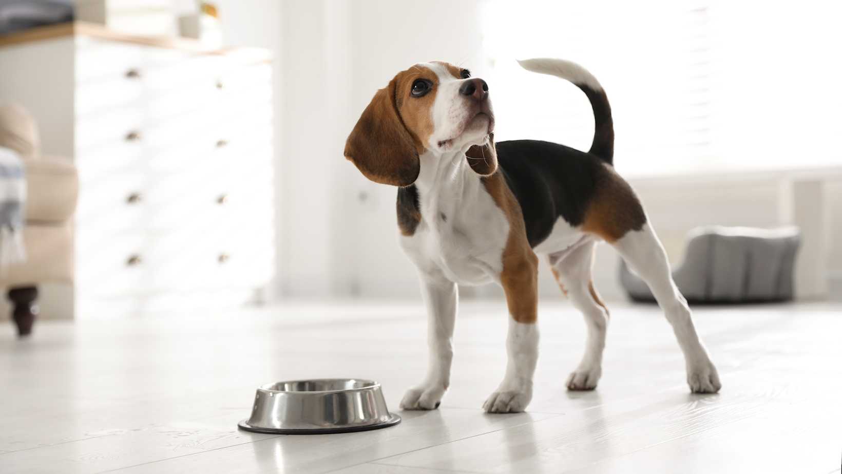 advies hond allergieën